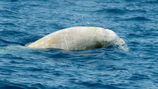 Dolfijn van Cuvier