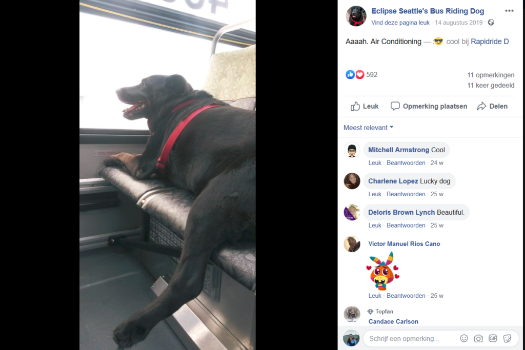 Eclipse Seattles Bus Riding Dog