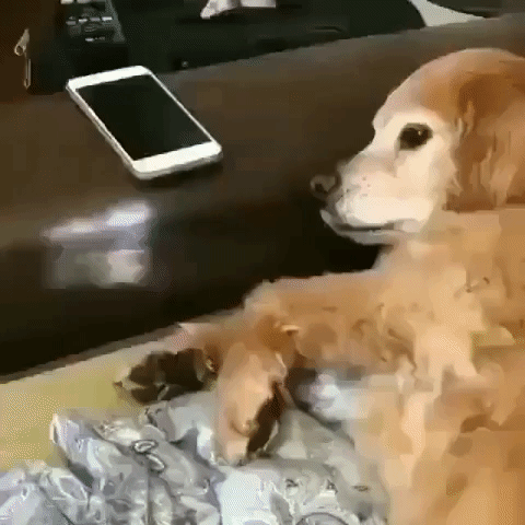 Smartphone hond