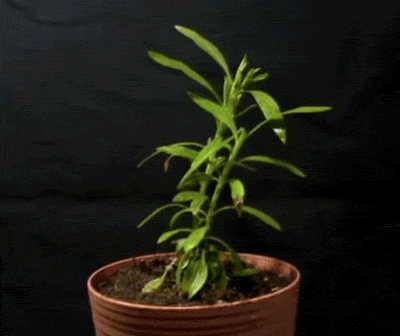 Dode plant gif